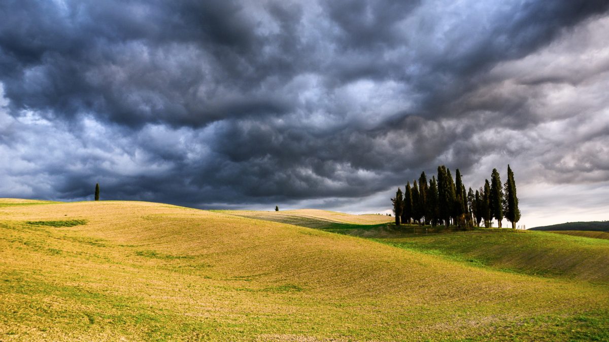 Blank Image, © Chris W, Wikipedia.org, Cypress (257433311)
