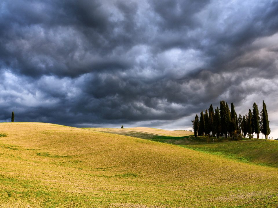 Blank Image, © Chris W, Wikipedia.org, Cypress (257433311)